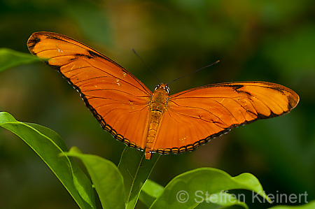 062 Julia-Falter - Dryas julia